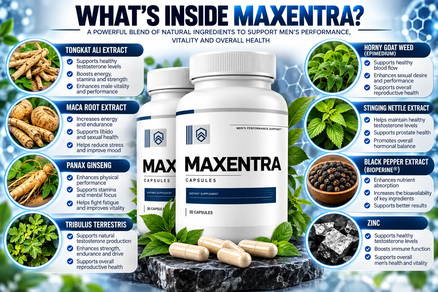 Promotional Maxentra inside-formula infographic supplied with the assets; ingredient claims are not treated as verified label facts